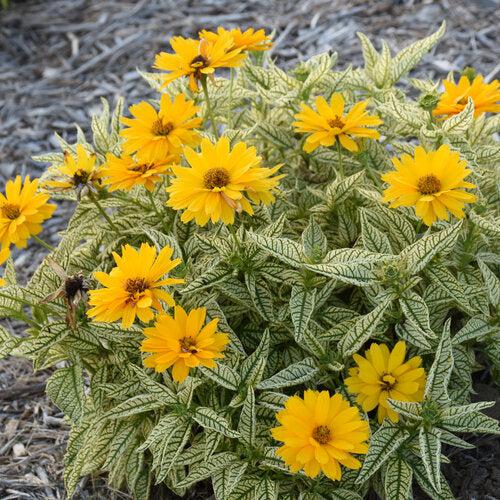 Heliopsis helianthoides 'Bit of Honey' ~ PW® Bit of Honey False Sunflower-ServeScape