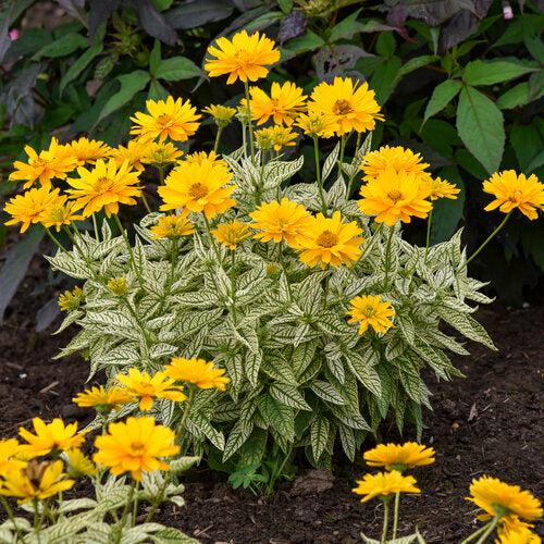 Heliopsis helianthoides 'Bit of Honey' ~ PW® Bit of Honey False Sunflower-ServeScape
