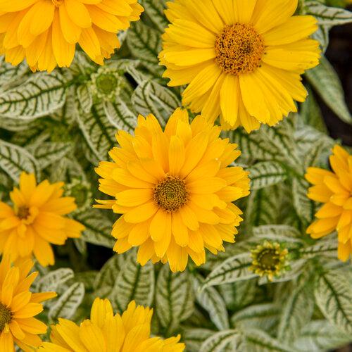 Heliopsis helianthoides 'Bit of Honey' ~ PW® Bit of Honey False Sunflower-ServeScape