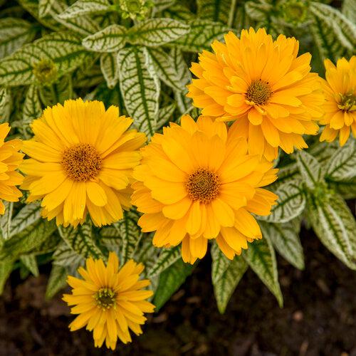 Heliopsis helianthoides 'Bit of Honey' ~ PW® Bit of Honey False Sunflower-ServeScape