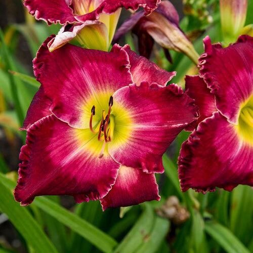 Hemerocallis 'Blood Sweat and Tears' ~ PW® Rainbow Rhythm® Blood, Sweat, and Tears Daylily-ServeScape