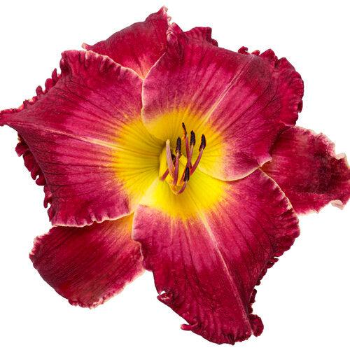 Hemerocallis 'Blood Sweat and Tears' ~ PW® Rainbow Rhythm® Blood, Sweat, and Tears Daylily-ServeScape