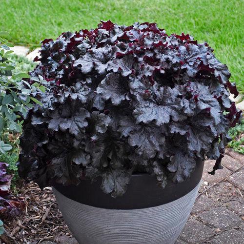 Heuchera 'Evening Gown' ~ PW® Dressed Up® Evening Gown Coral Bells-ServeScape