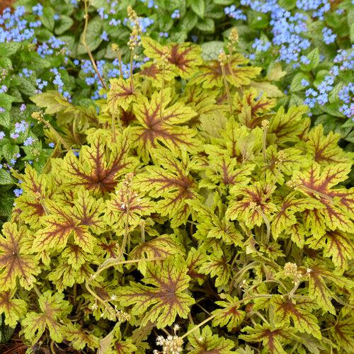 Heuchera 'Capture The Flag' ~ Fun and Games® Capture the Flag Coral Bells-ServeScape