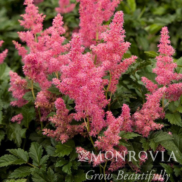 Astilbe japonica 'Rheinland' ~ Monrovia® Rheinland Japanese Astilbe-ServeScape