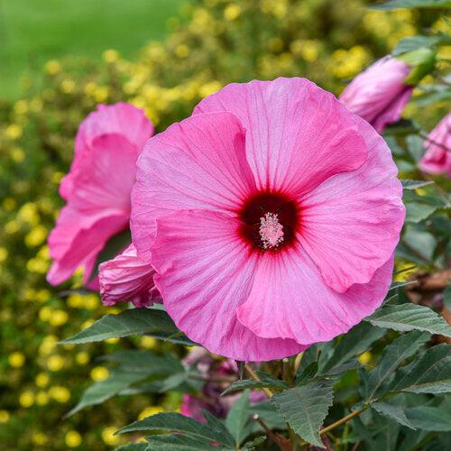 Hibiscus 'Candy Crush' ~ PW® Summerific® Candy Crush Hibiscus-ServeScape