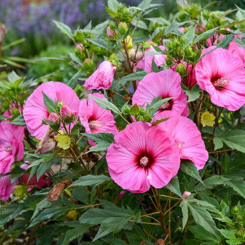 Hibiscus 'Candy Crush' ~ PW® Summerific® Candy Crush Hibiscus-ServeScape