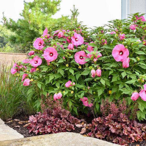 Hibiscus 'Candy Crush' ~ PW® Summerific® Candy Crush Hibiscus-ServeScape