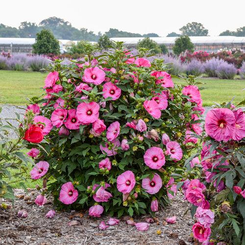 Hibiscus 'Candy Crush' ~ PW® Summerific® Candy Crush Hibiscus-ServeScape