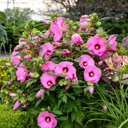 Hibiscus 'Candy Crush' ~ PW® Summerific® Candy Crush Hibiscus-ServeScape