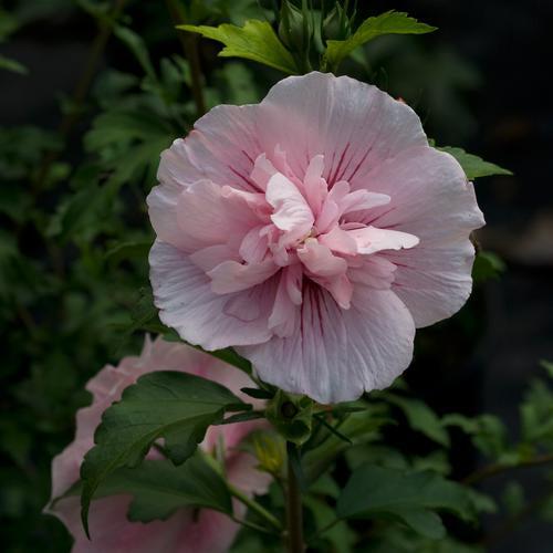 Hibiscus syriacus 'JWNWOOD4' USPP 24,336 ~ Pink Chiffon® Rose of Sharon-ServeScape
