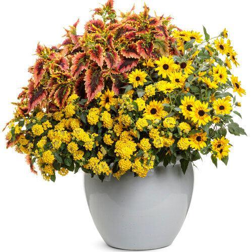 Lantana camara 'Ballany177' ~ PW® Luscious® Citron™ Lantana-ServeScape
