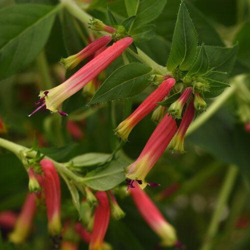 Cuphea hybrid 'Honeybells’ ~ Honeybells Cuphea-ServeScape