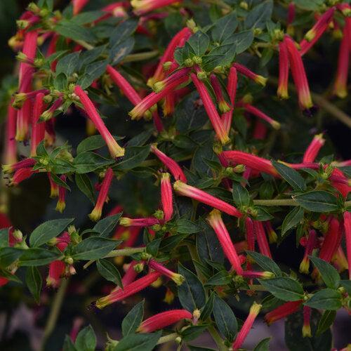 Cuphea hybrid 'Honeybells’ ~ Honeybells Cuphea-ServeScape