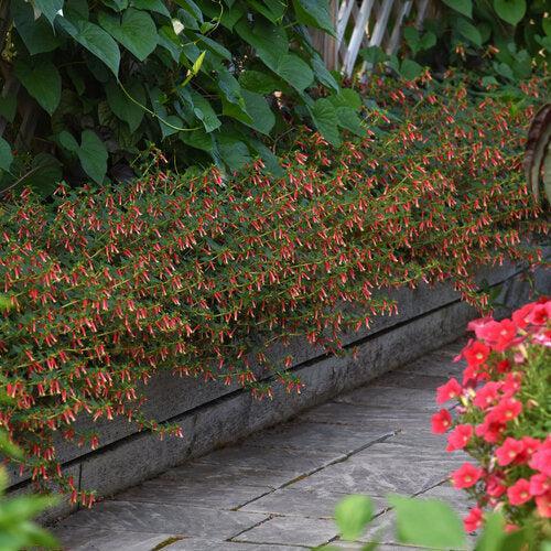 Cuphea hybrid 'Honeybells’ ~ Honeybells Cuphea-ServeScape