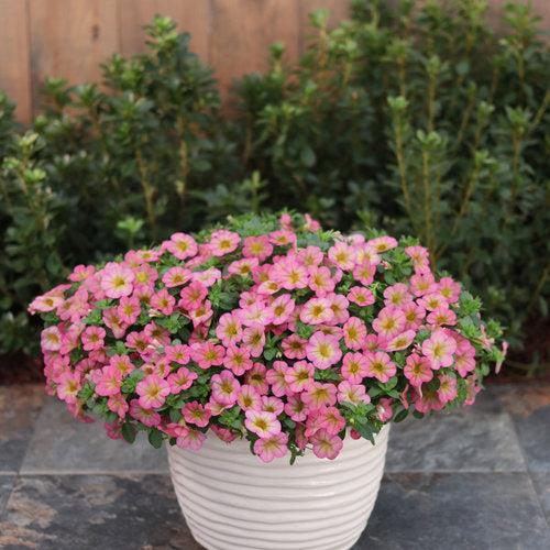 Calibrachoa hybrid 'BBCAL91303' ~ PW® Superbells® Honeyberry™ Calibrachoa-ServeScape