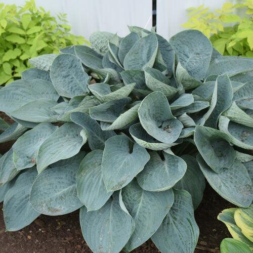 Hosta 'Above The Clouds' PP34,341 ~ PW® Shadowland® Above The Clouds Hosta-ServeScape