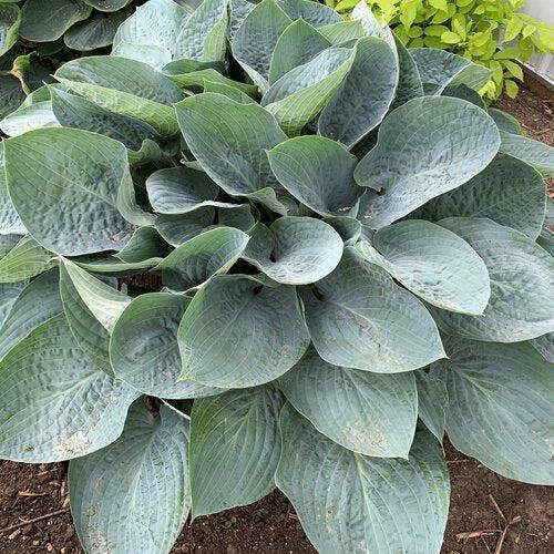 Hosta 'Above The Clouds' PP34,341 ~ PW® Shadowland® Above The Clouds Hosta-ServeScape