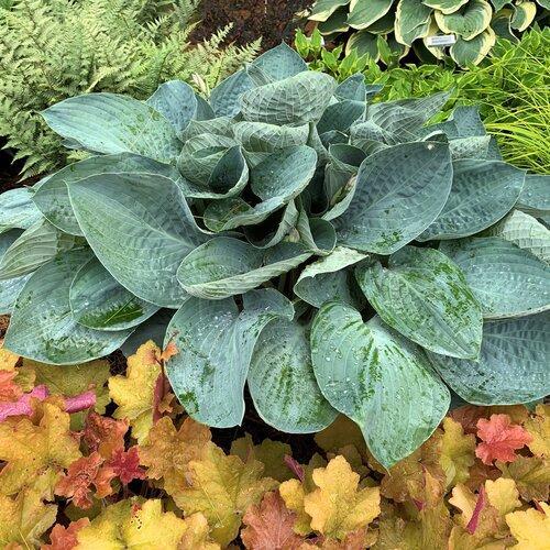 Hosta 'Above The Clouds' PP34,341 ~ PW® Shadowland® Above The Clouds Hosta-ServeScape