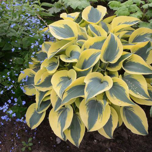 Hosta 'Autumn Frost' PP23,224 ~ PW® Shadowland® Autumn Frost Hosta-ServeScape