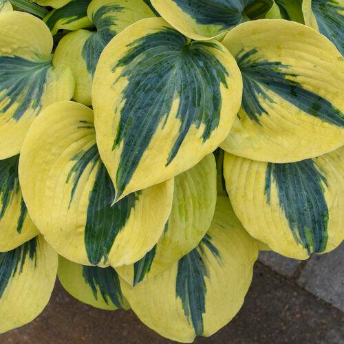 Hosta 'Autumn Frost' PP23,224 ~ PW® Shadowland® Autumn Frost Hosta-ServeScape