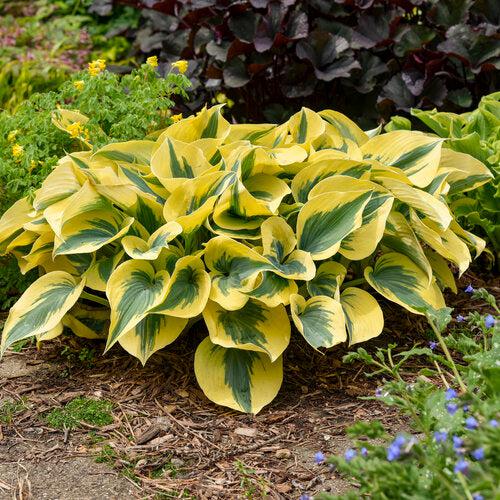 Hosta 'Autumn Frost' PP23,224 ~ PW® Shadowland® Autumn Frost Hosta-ServeScape