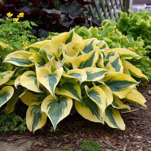 Hosta 'Autumn Frost' PP23,224 ~ PW® Shadowland® Autumn Frost Hosta-ServeScape