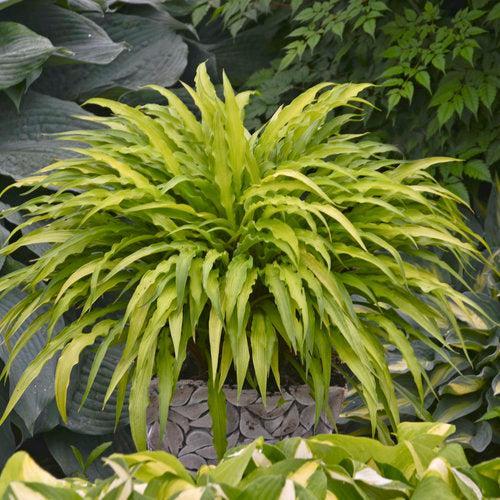 Hosta 'Curly Fries' ~ Curly Fries Hosta-ServeScape
