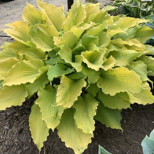 Hosta 'Echo the Sun' PP35,943 ~ PW® Shadowland® Echo the Sun Hosta-ServeScape
