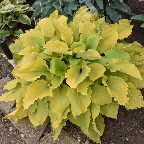 Hosta 'Echo the Sun' PP35,943 ~ PW® Shadowland® Echo the Sun Hosta-ServeScape