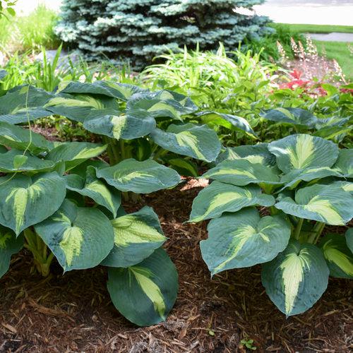 Hosta 'Hudson Bay' PP23598 ~ PW® Shadowland® Hudson Bay Hosta-ServeScape