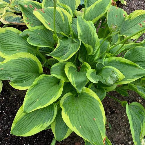 Hosta 'Lone Star' PP35,234 ~ PW® Shadowland® Lone Star Hosta-ServeScape