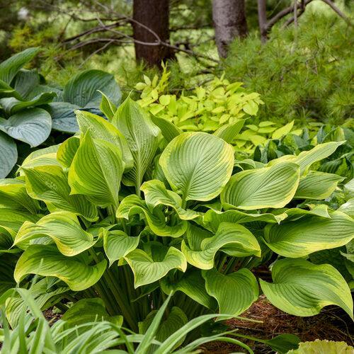 Hosta 'Lone Star' PP35,234 ~ PW® Shadowland® Lone Star Hosta-ServeScape