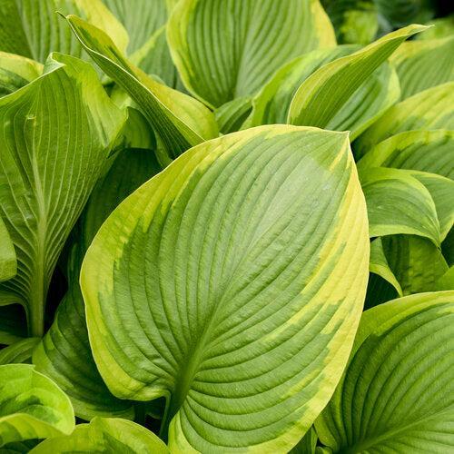 Hosta 'Lone Star' PP35,234 ~ PW® Shadowland® Lone Star Hosta-ServeScape