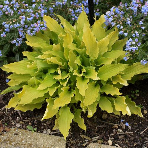 Hosta 'Time In A Bottle' PP33267 ~ Time In A Bottle Hosta-ServeScape