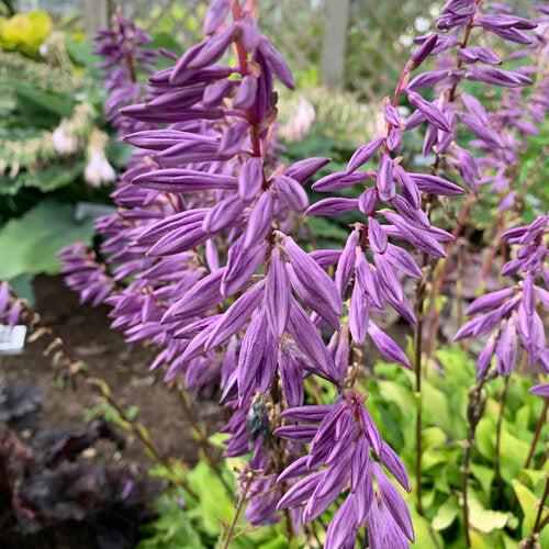 Hosta 'Time In A Bottle' PP33267 ~ Time In A Bottle Hosta-ServeScape