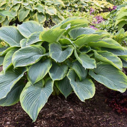 Hosta 'Wu-La-La' PP31,309 ~ PW® Shadowland® Wu-La-La Hosta-ServeScape