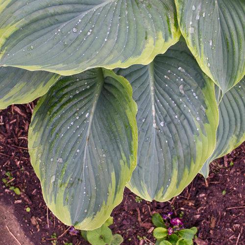 Hosta 'Wu-La-La' PP31,309 ~ PW® Shadowland® Wu-La-La Hosta-ServeScape