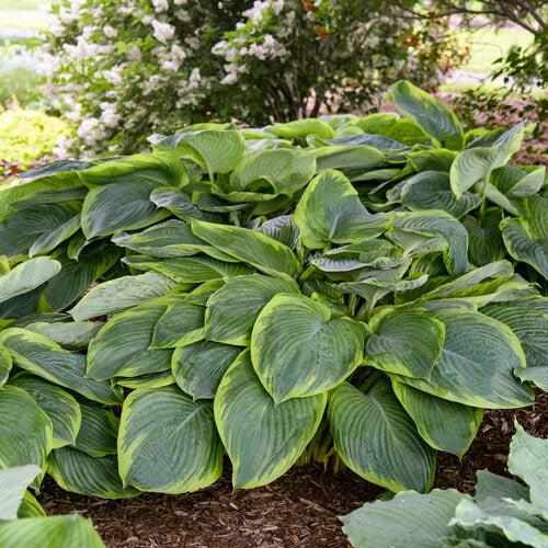 Hosta 'Wu-La-La' PP31,309 ~ PW® Shadowland® Wu-La-La Hosta-ServeScape