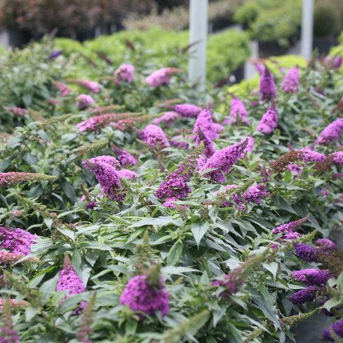 Buddleia x 'SMNBDO' ~ Monrovia® Pugster Periwinkle® Butterfly Bush-ServeScape