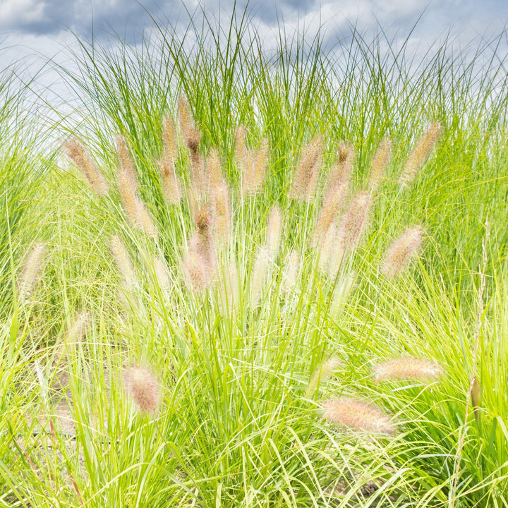 Pennisetum alopecuroides 'JS Jommenik' PP #27,435 ~ Monrovia® Lumen Gold™ Fountain Grass-ServeScape