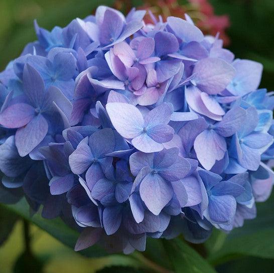 Hydrangea macrophylla 'COF HM3' PP32584 ~ Rock-n-Roll™ Hydrangea-ServeScape