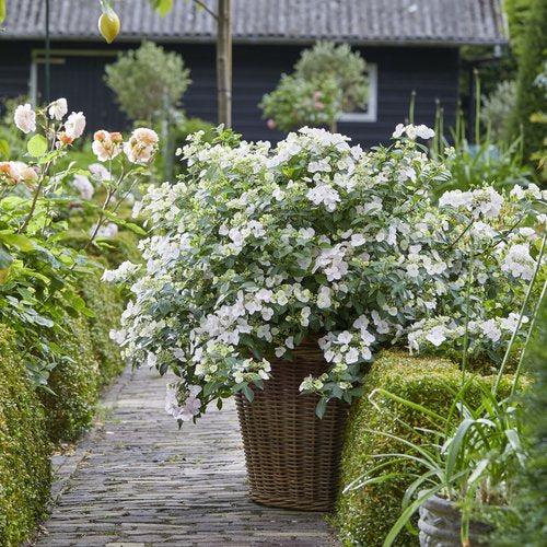 Hydrangea x ‘Fairytrail Bride' ~ Fairytrail Bride® Cascade Hydrangea-ServeScape