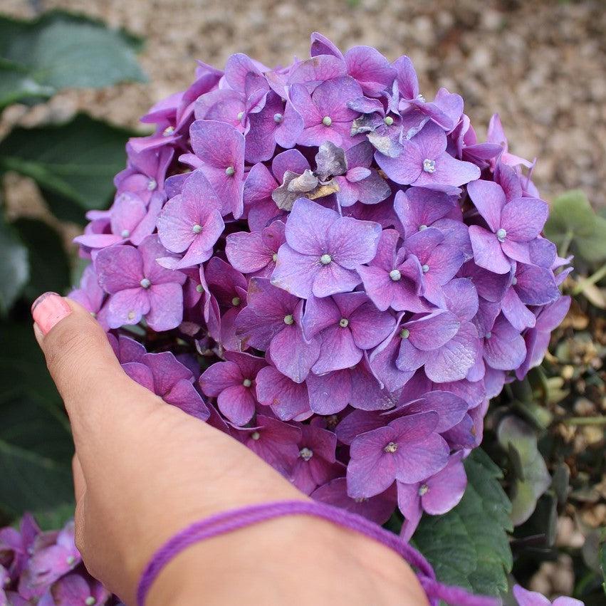 Hydrangea macrophylla 'COF HM3' PP32584 ~ Rock-n-Roll™ Hydrangea-ServeScape