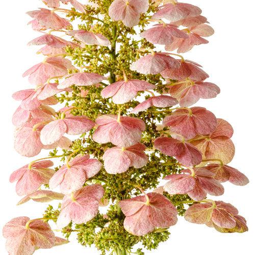 Hydrangea quercifolia 'JoAnn' USPP 27,879 ~ Gatsby Pink® Oakleaf hydrangea-ServeScape