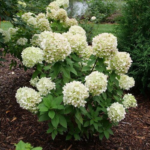 Hydrangea paniculata 'SMNHPLK' ~ PW® Powerball™ Hydrangea-ServeScape