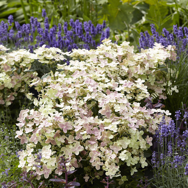 Hydrangea paniculata 'AJ14' ~ Monrovia® Early Evolution Hydrangea-ServeScape