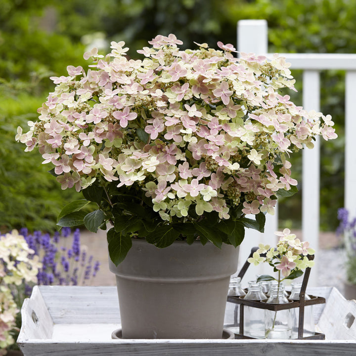 Hydrangea paniculata 'AJ14' ~ Monrovia® Early Evolution Hydrangea-ServeScape