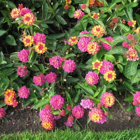 Lantana camara 'LANZ0001' PP #23,340 ~ Monrovia® Bandana® Rose Lantana-ServeScape