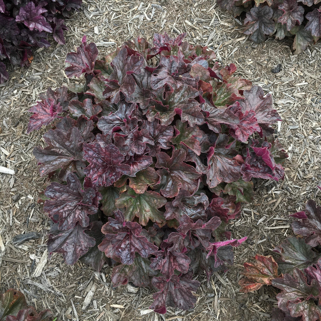 Heuchera x villosa TNHEUGB' ~ Monrovia® Grande™ Black Coral Bells, Heuchera-ServeScape